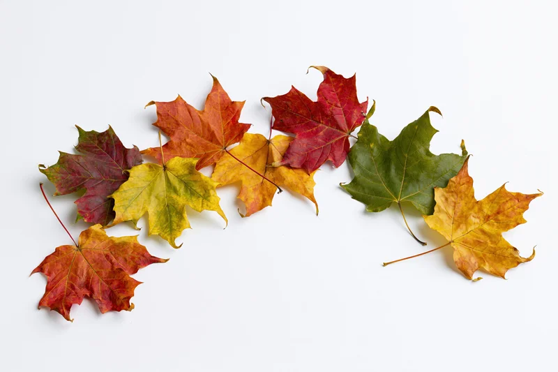 Maple leaves in autumn colors arranged on white background
