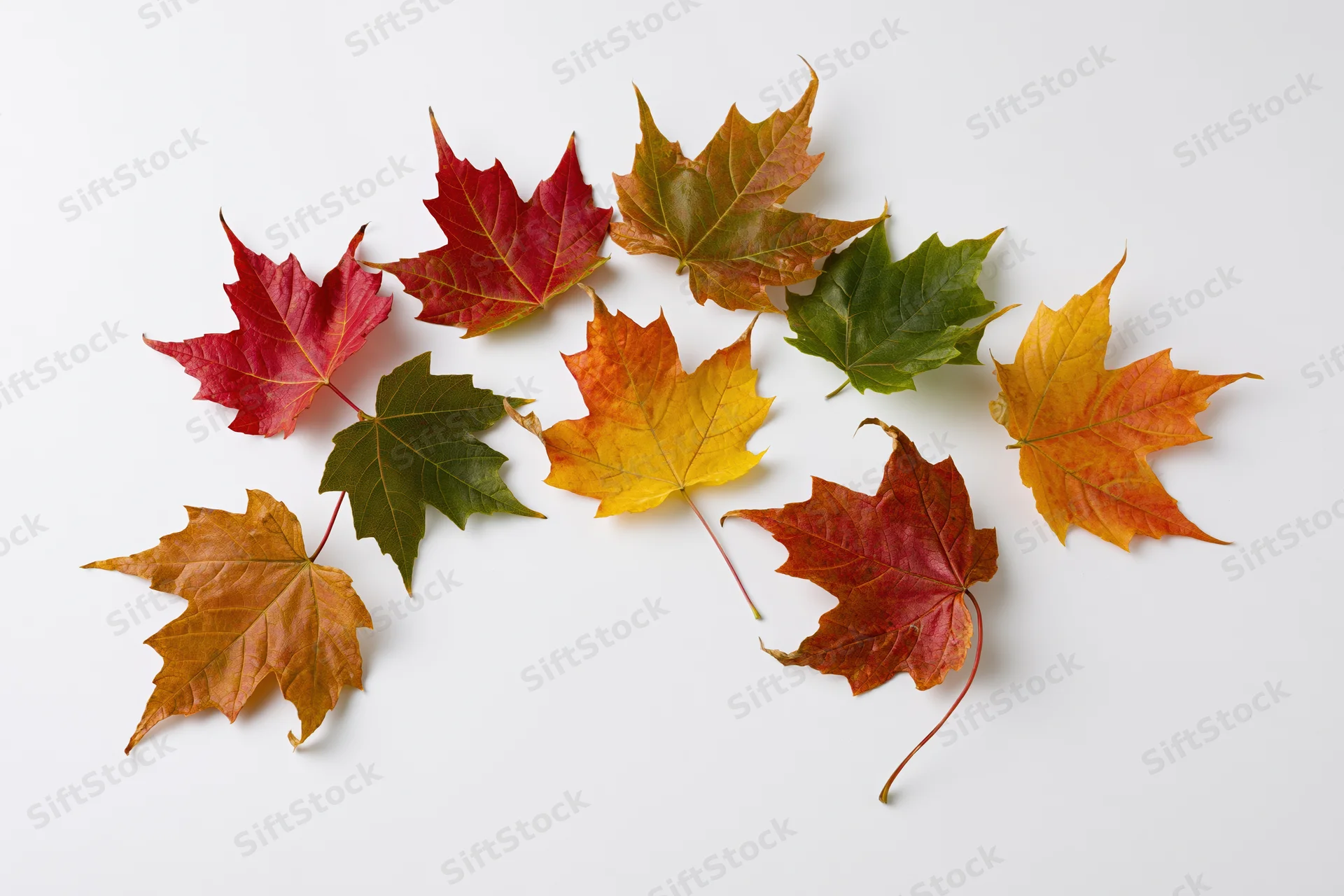 Maple leaves in autumn colors scattered on white surface