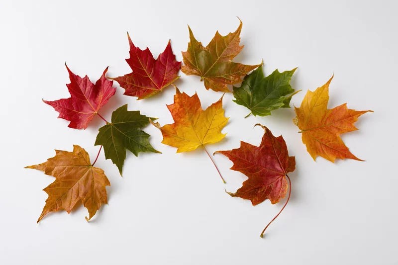 Maple leaves in autumn colors scattered on white surface