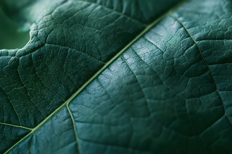 Extreme closeup of a dark green leaf showing detailed veins and texture