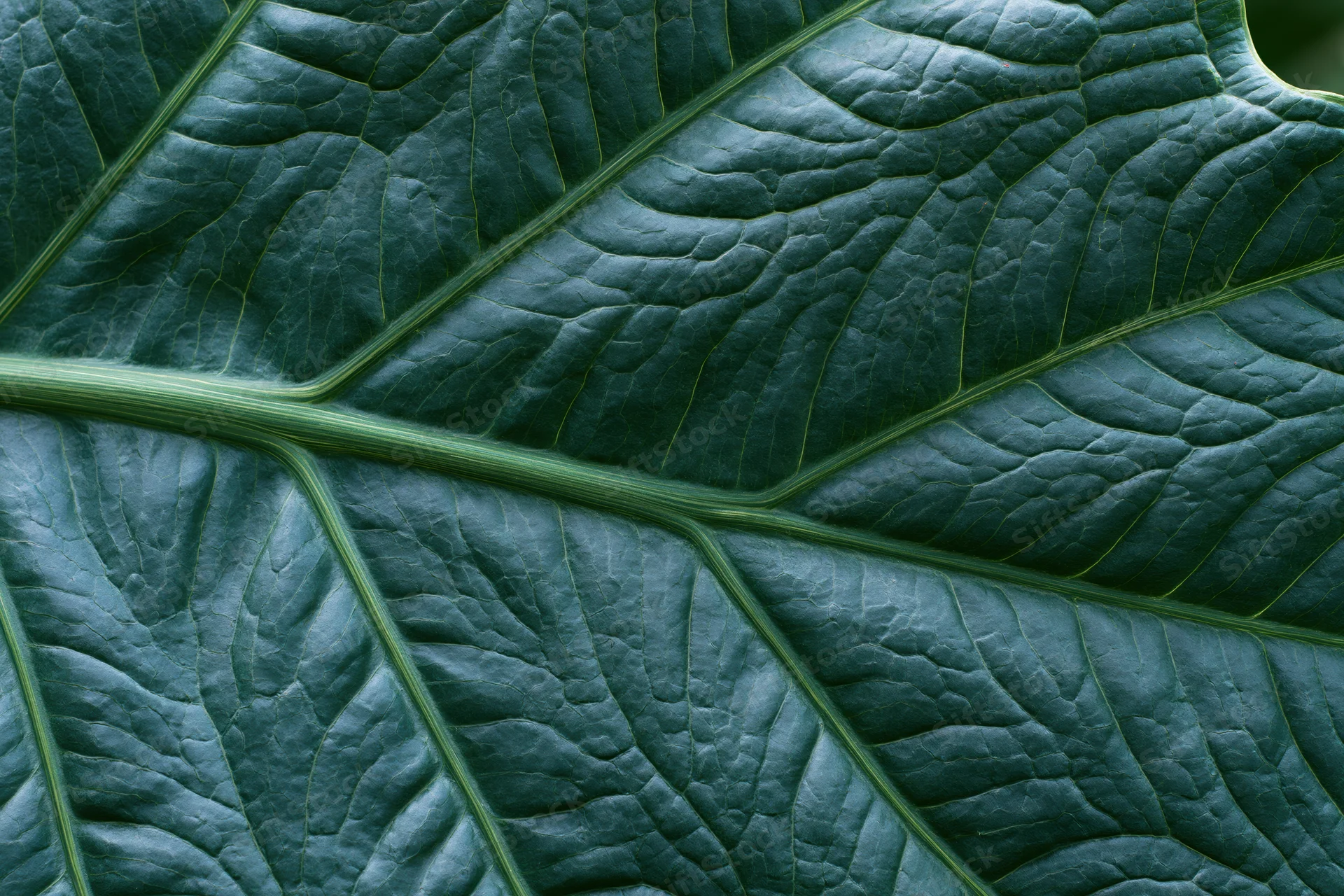 Extreme close-up of a large dark green leaf showing detailed veins and texture