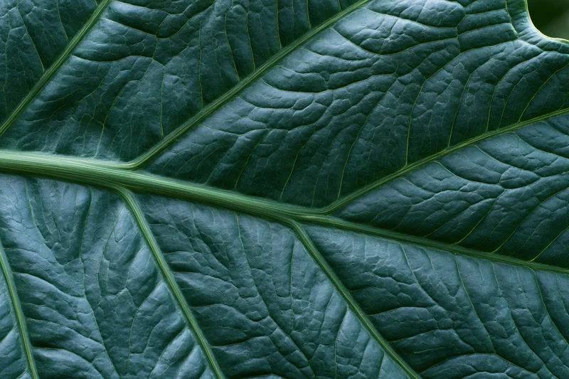 Extreme close-up of a large dark green leaf showing detailed veins and texture