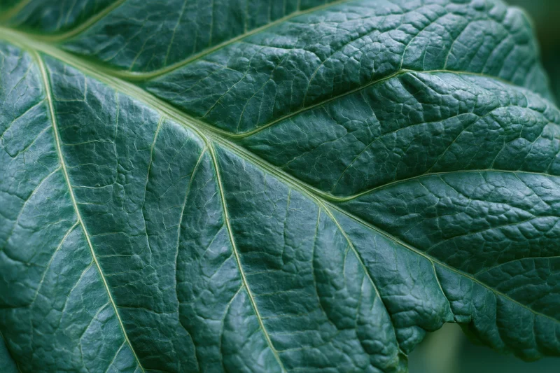 Extreme closeup of a large dark green leaf showing detailed veins and texture