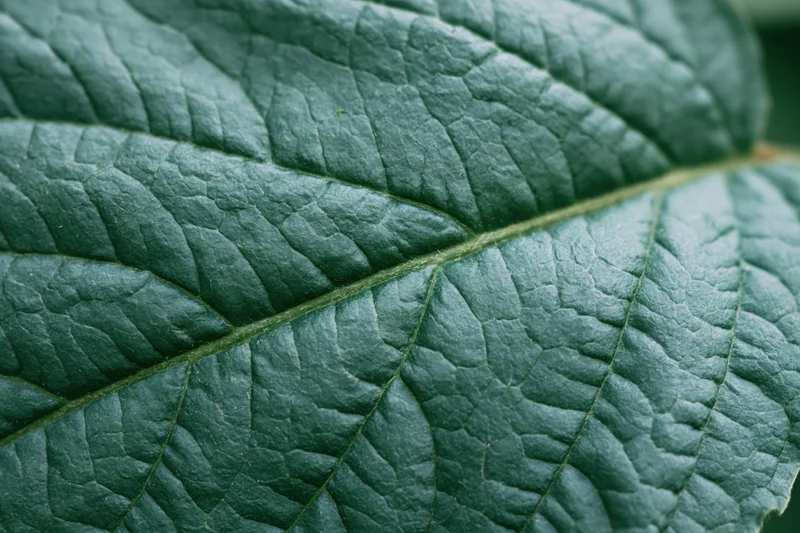Extreme close-up of a dark green leaf showing detailed veins and textured surface