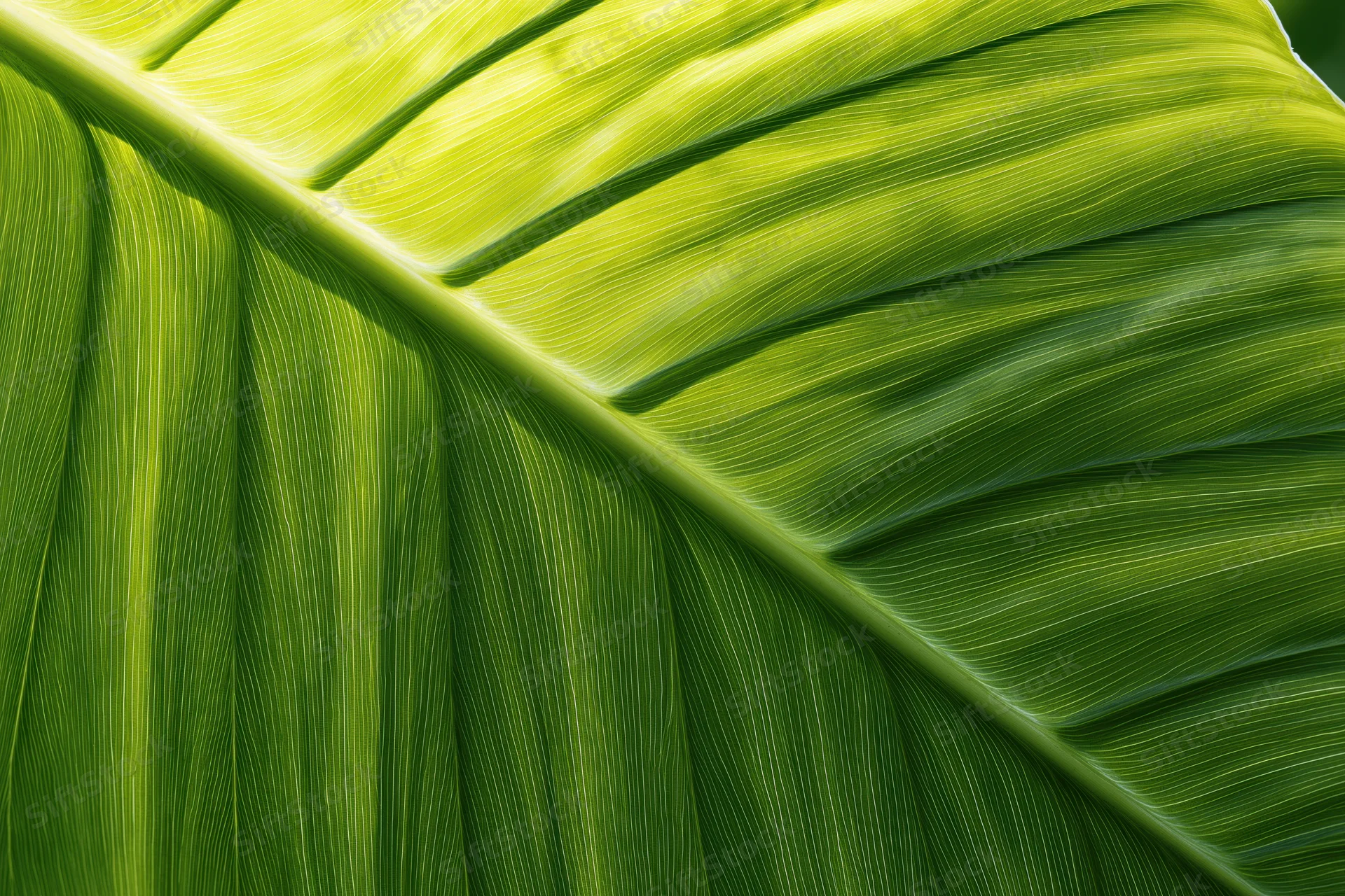 Close-up of a large tropical leaf showing detailed veins and texture under sunlight