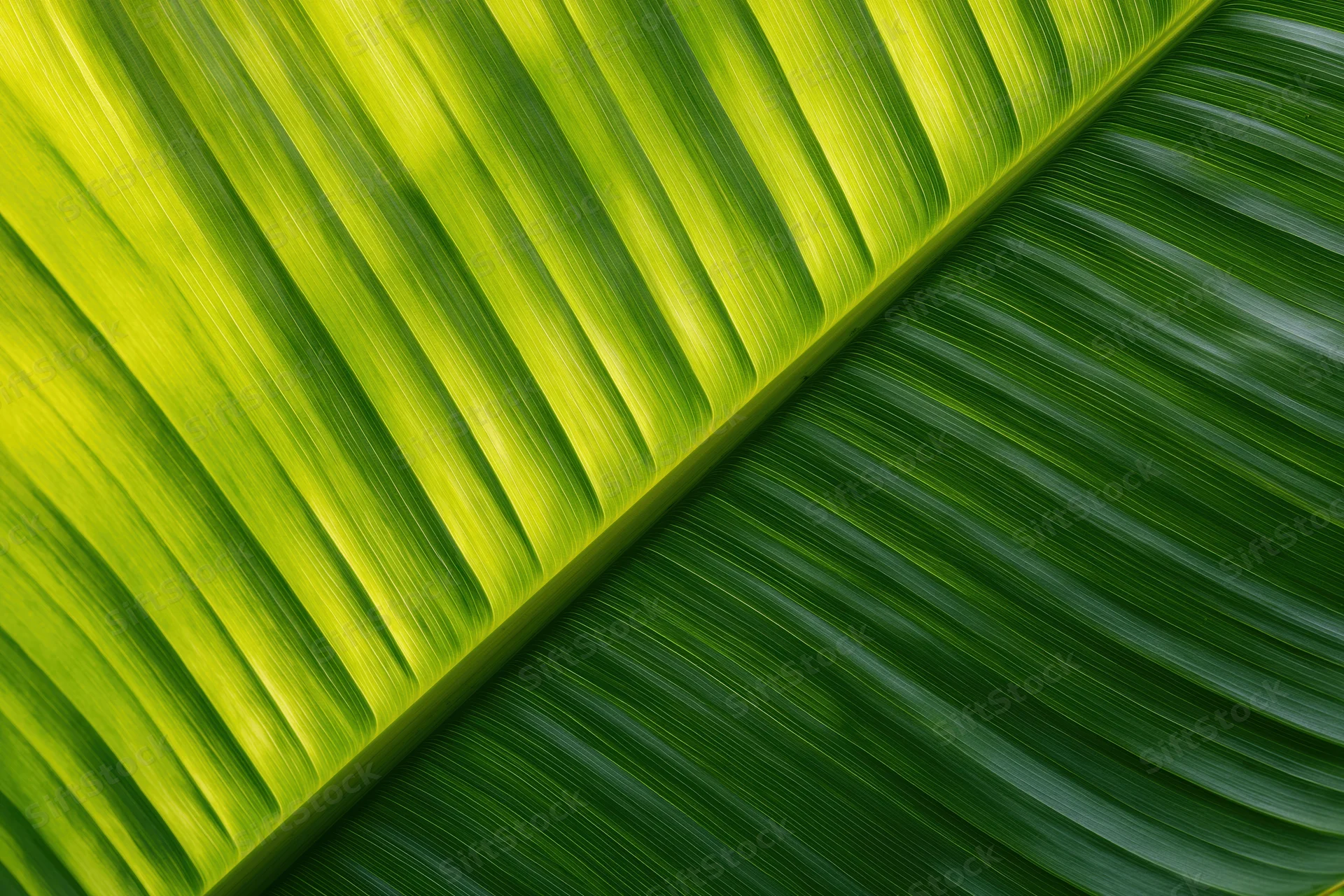 Closeup of a large tropical banana leaf showing detailed veins and vibrant green texture