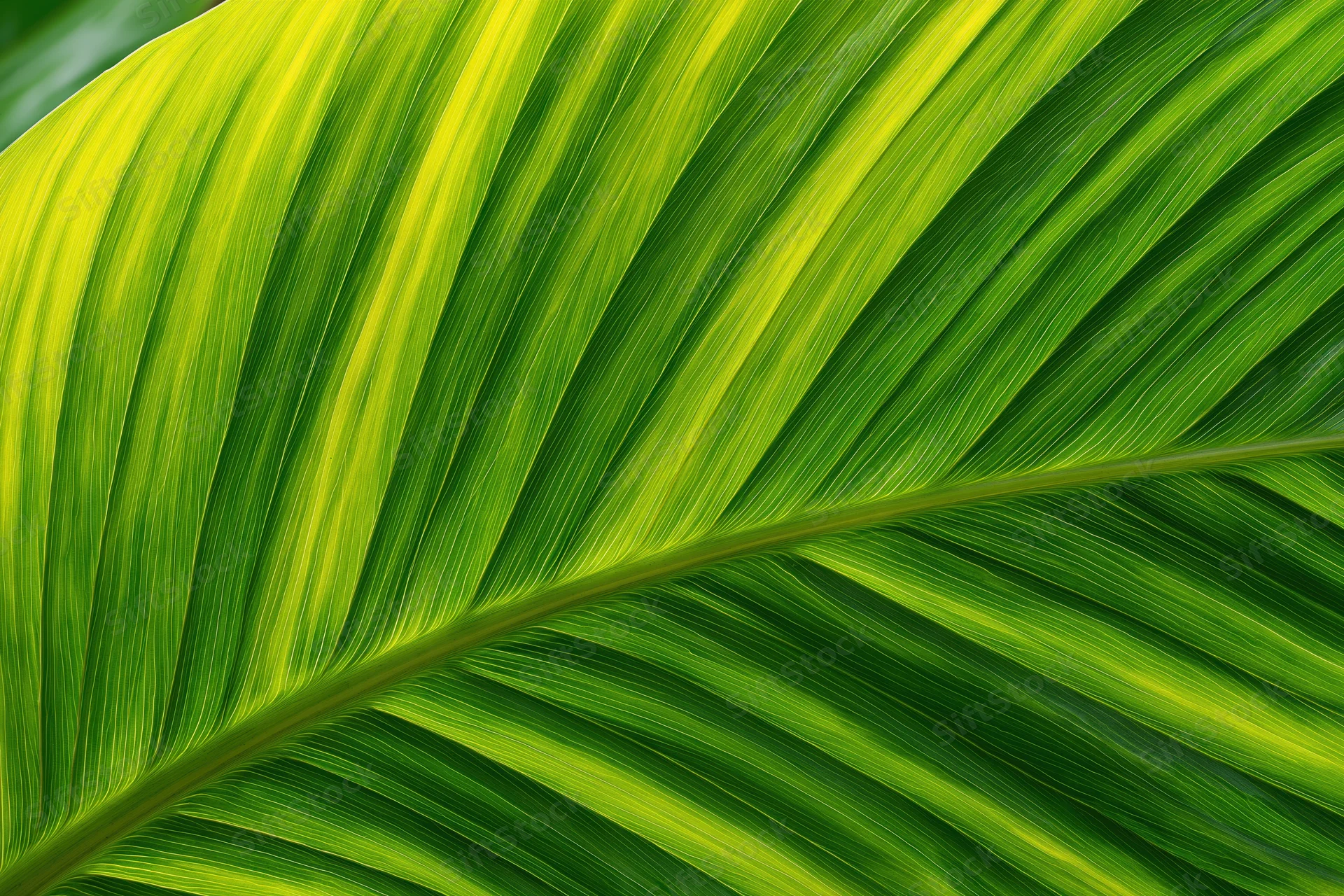 Close-up of a large tropical leaf showing detailed veins and vibrant green texture
