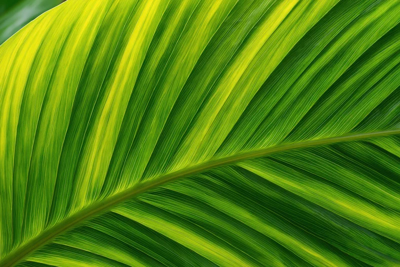 Close-up of a large tropical leaf showing detailed veins and vibrant green texture