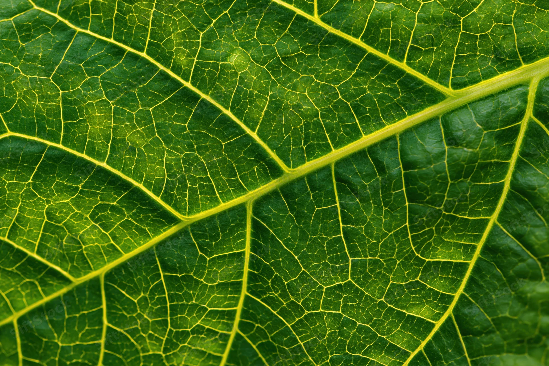 Extreme closeup of a green leaf showing detailed vein network and texture