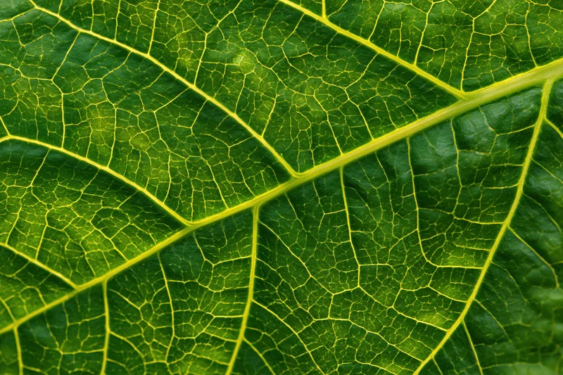 Extreme closeup of a green leaf showing detailed vein network and texture
