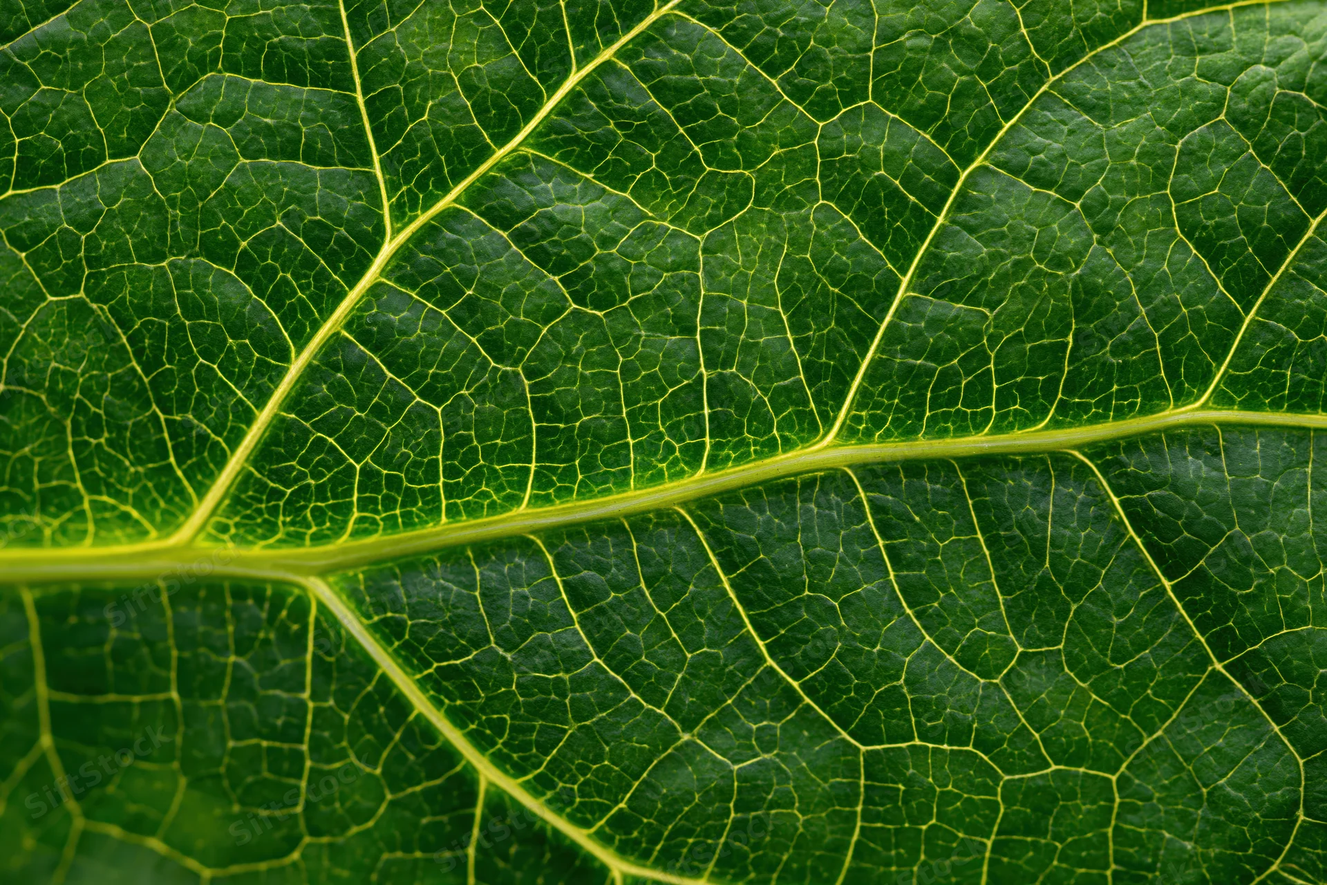 Extreme closeup of a green leaf showing detailed veins and texture