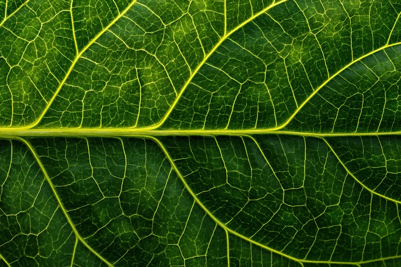 Extreme closeup of a leaf showing detailed vein network and green surface texture