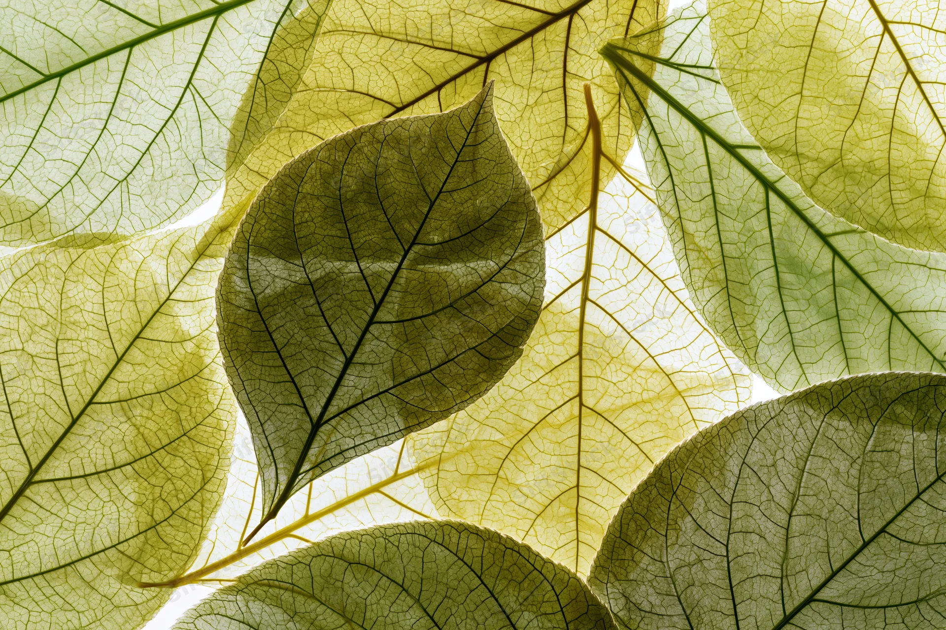 Translucent leaves overlapping in a macro closeup with visible veins and backlit texture
