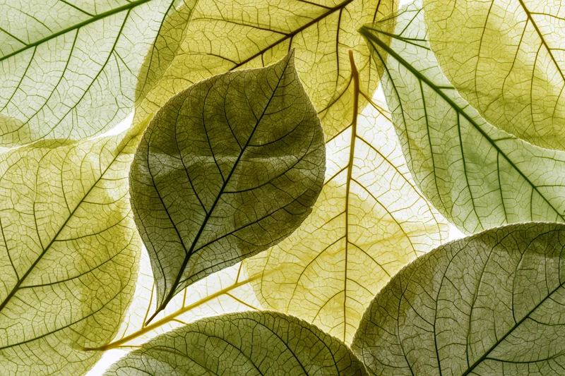 Translucent leaves overlapping in a macro closeup with visible veins and backlit texture