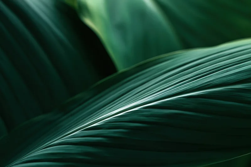 Closeup of overlapping tropical plant leaves showing detailed veins and textures in deep green tones