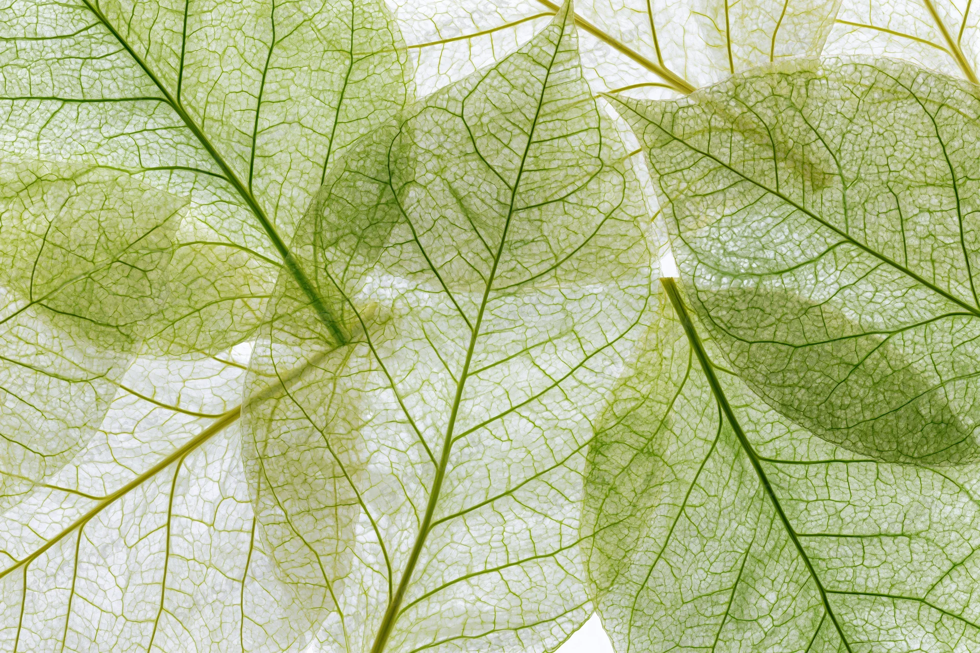 Translucent skeleton leaves arranged in overlapping layers against a bright white background