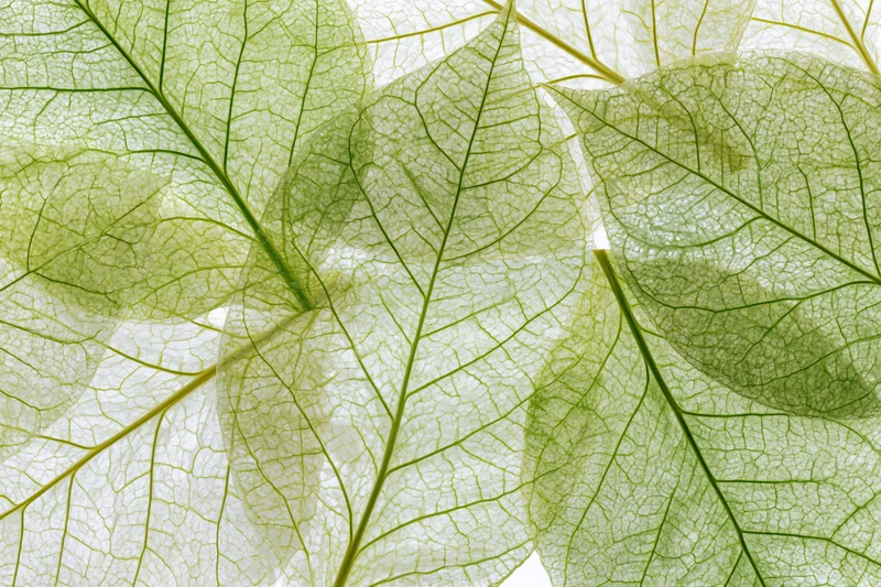 Translucent skeleton leaves arranged in overlapping layers against a bright white background