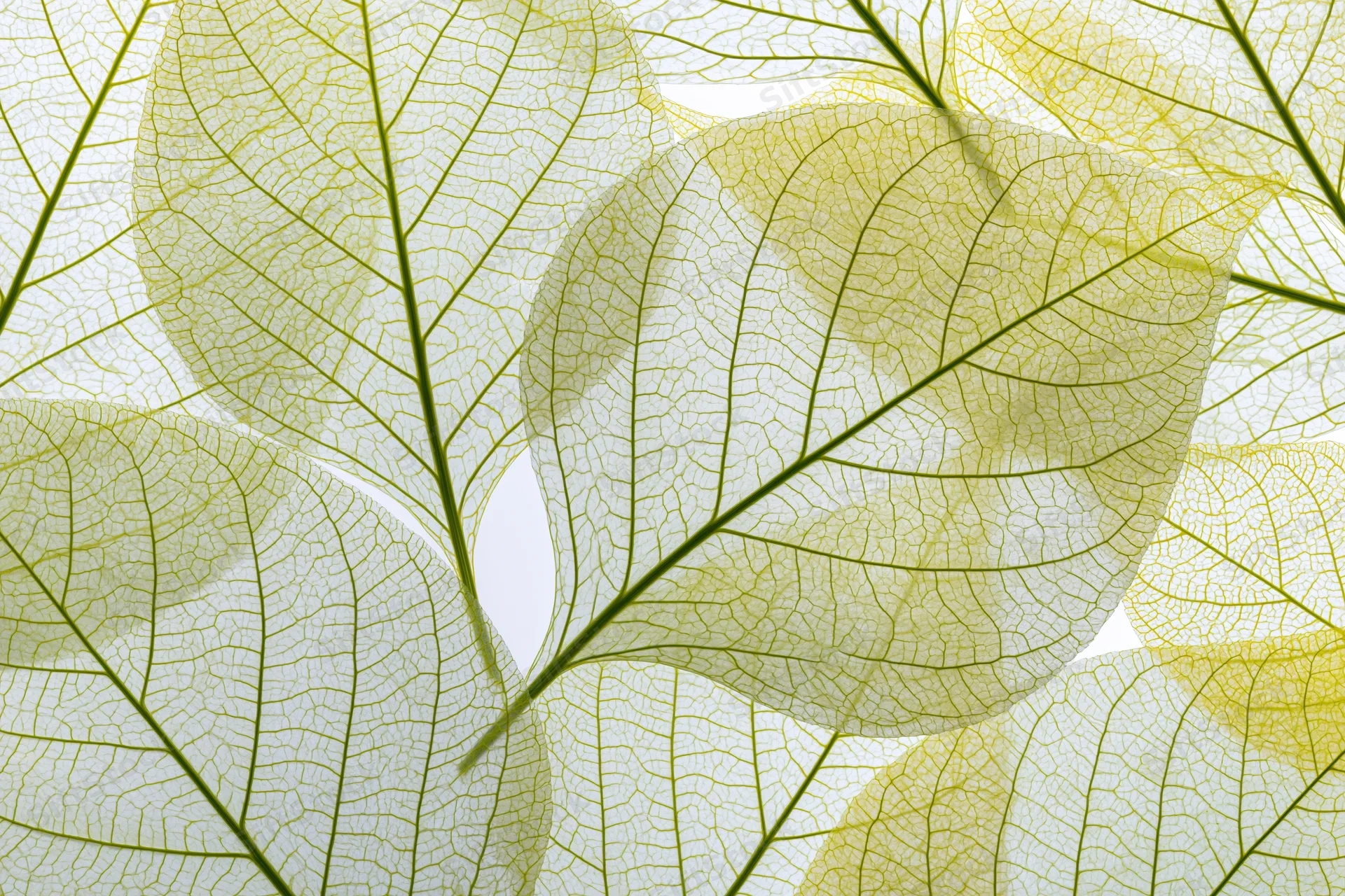 Translucent skeleton leaves arranged in overlapping layers against a white background
