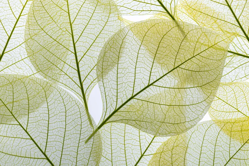 Translucent skeleton leaves arranged in overlapping layers against a white background