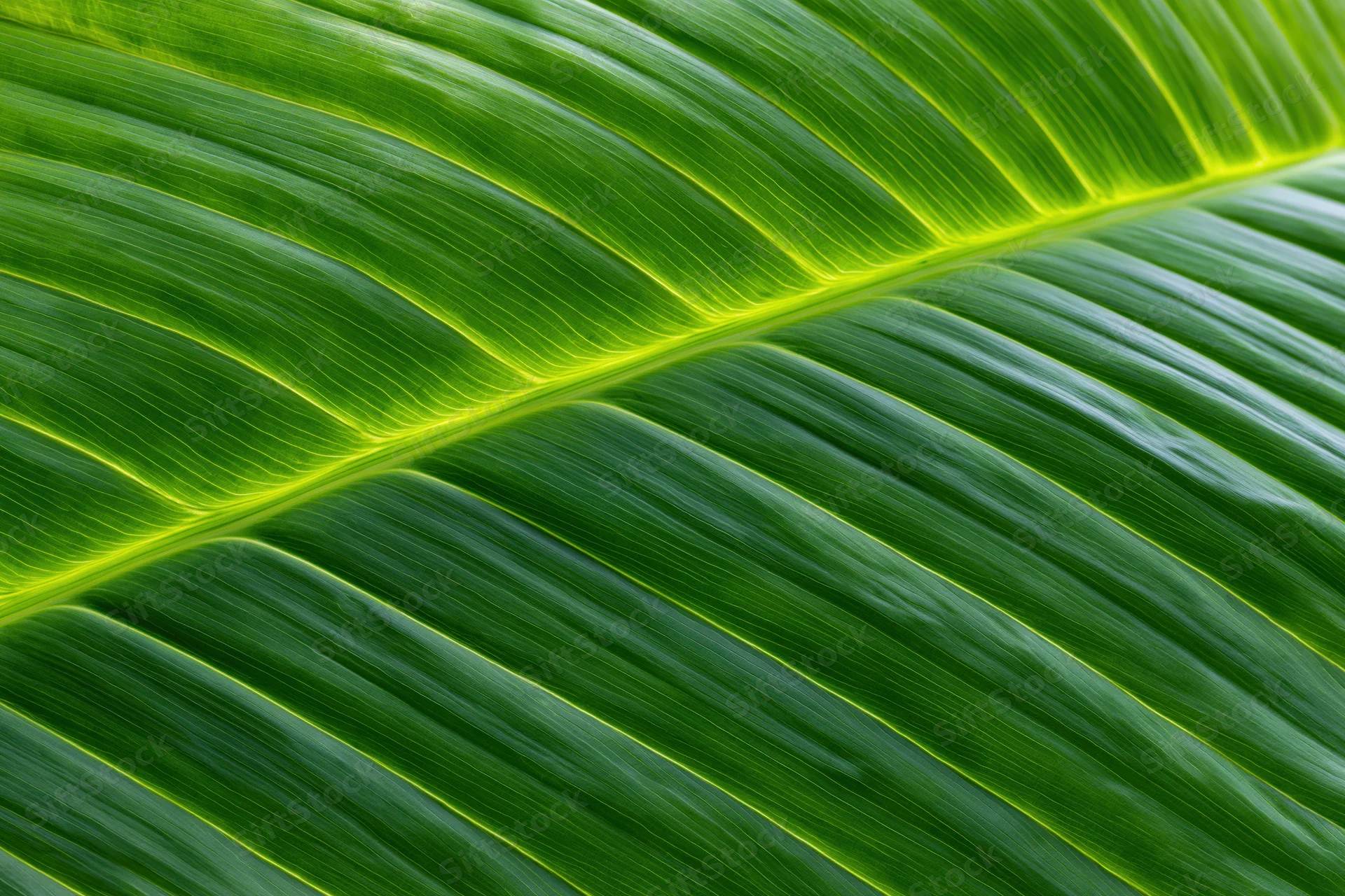 Close-up of a large tropical leaf showing detailed veins and vibrant green texture