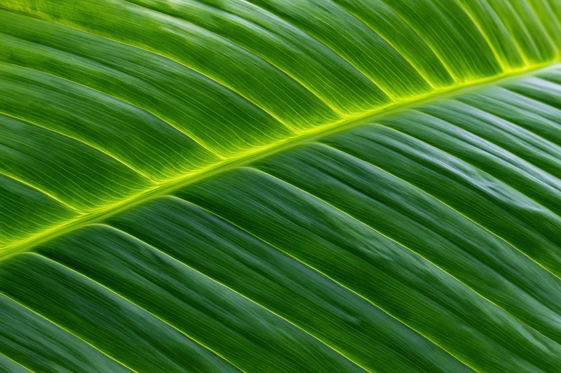 Close-up of a large tropical leaf showing detailed veins and vibrant green texture