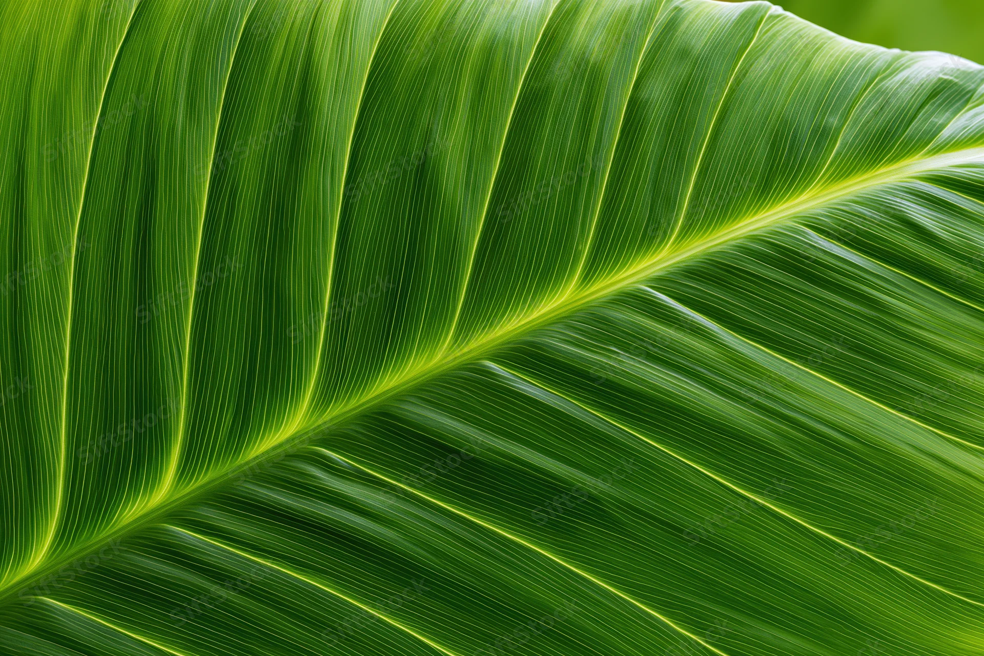 Close-up of a large tropical leaf showing detailed veins and vibrant green texture