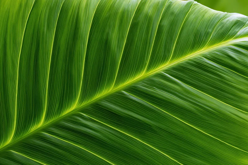 Extreme close-up of a large tropical leaf filling the frame