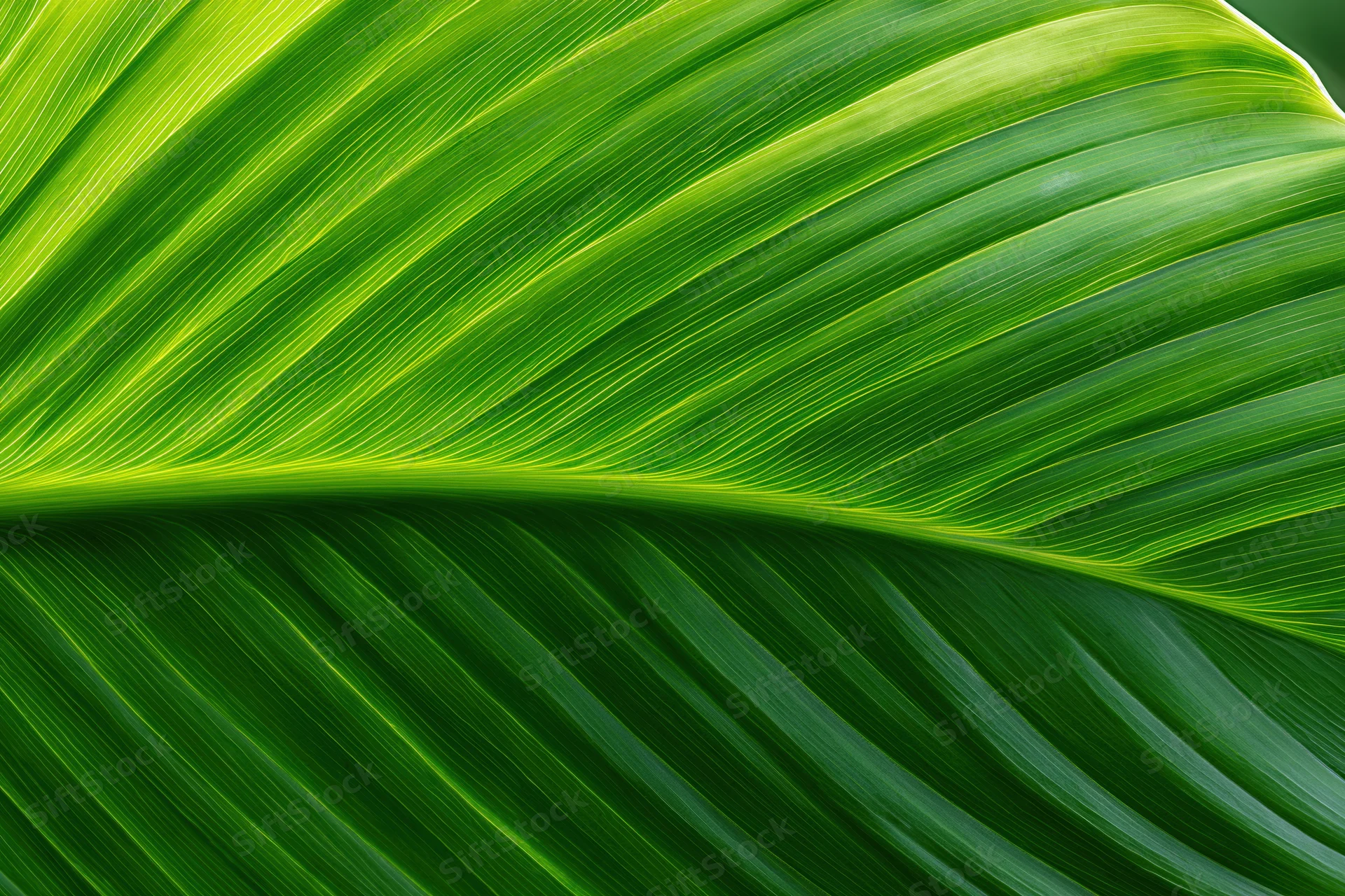 Close-up of a large tropical leaf showing detailed veins and vibrant green texture