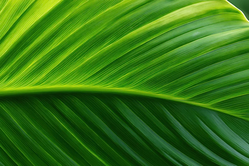 Close-up of a large tropical leaf showing detailed veins and vibrant green texture