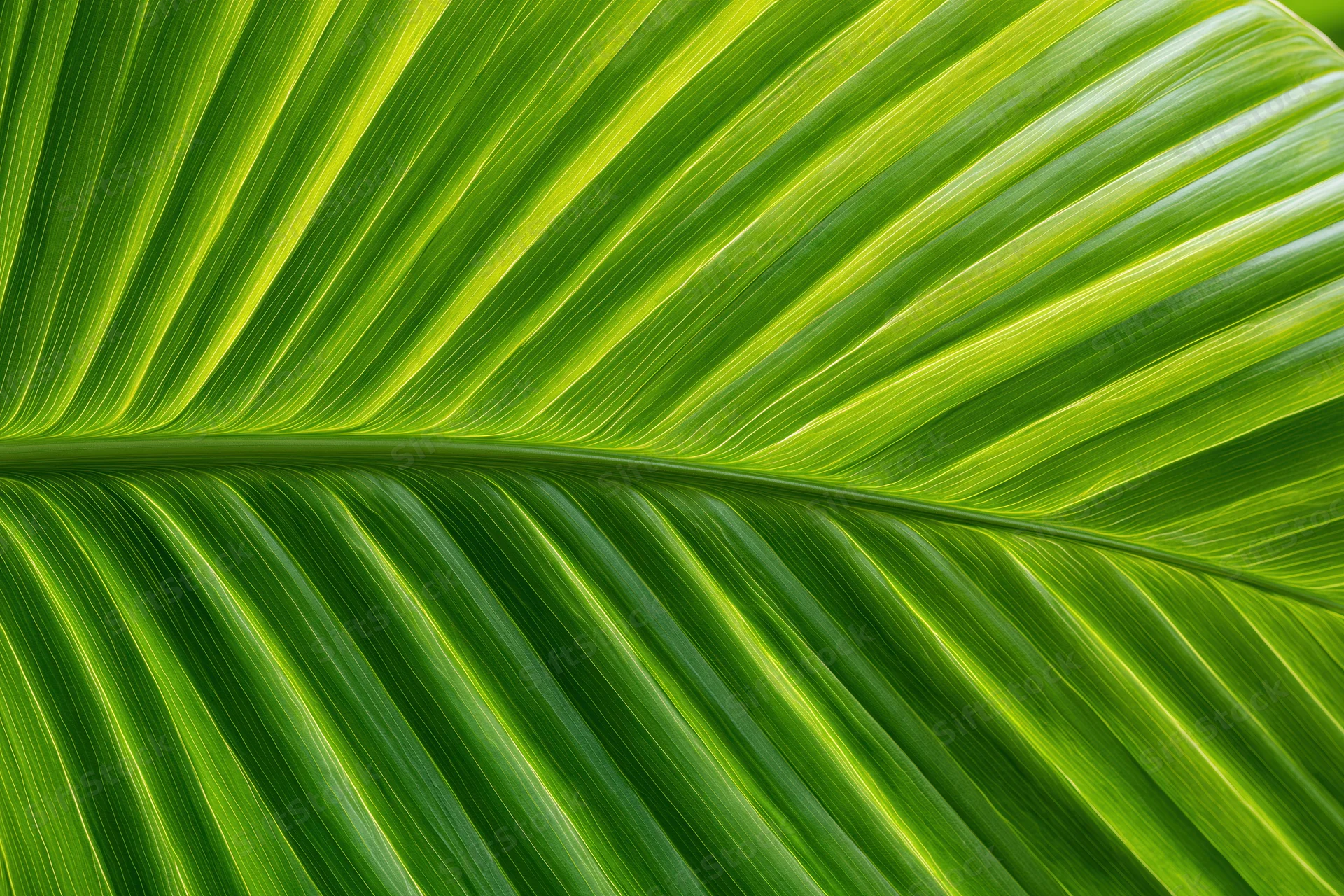 Close-up of a large tropical leaf showing detailed veins and vibrant green texture