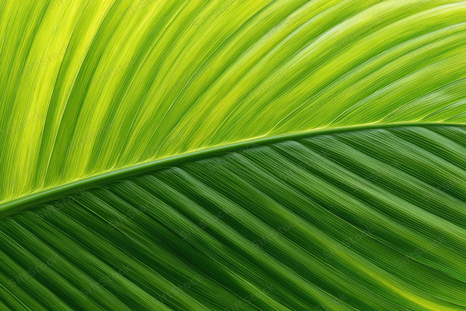 Close-up of a large tropical leaf surface showing detailed veins and vibrant green texture