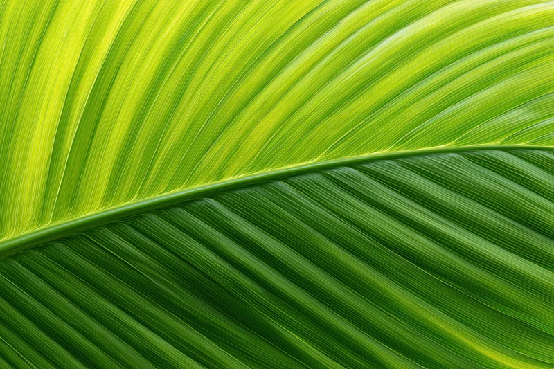 Close-up of a large tropical leaf surface showing detailed veins and vibrant green texture