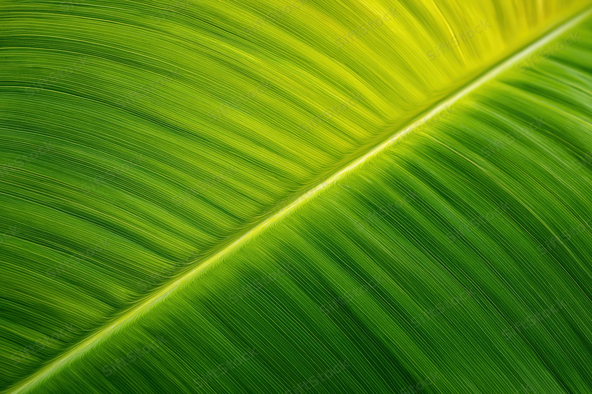 Extreme macro view of a large tropical leaf surface showing detailed veins and vibrant green texture