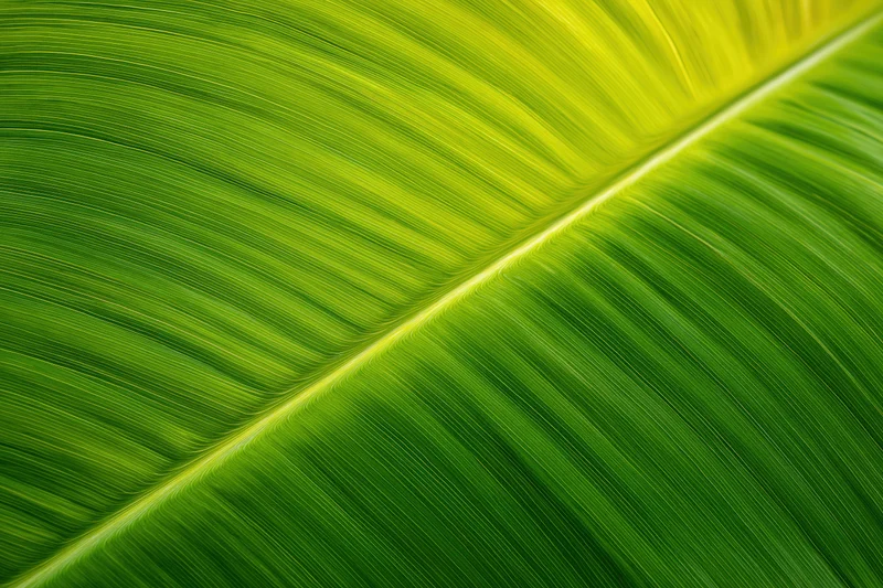 Extreme macro view of a large tropical leaf surface showing detailed veins and vibrant green texture