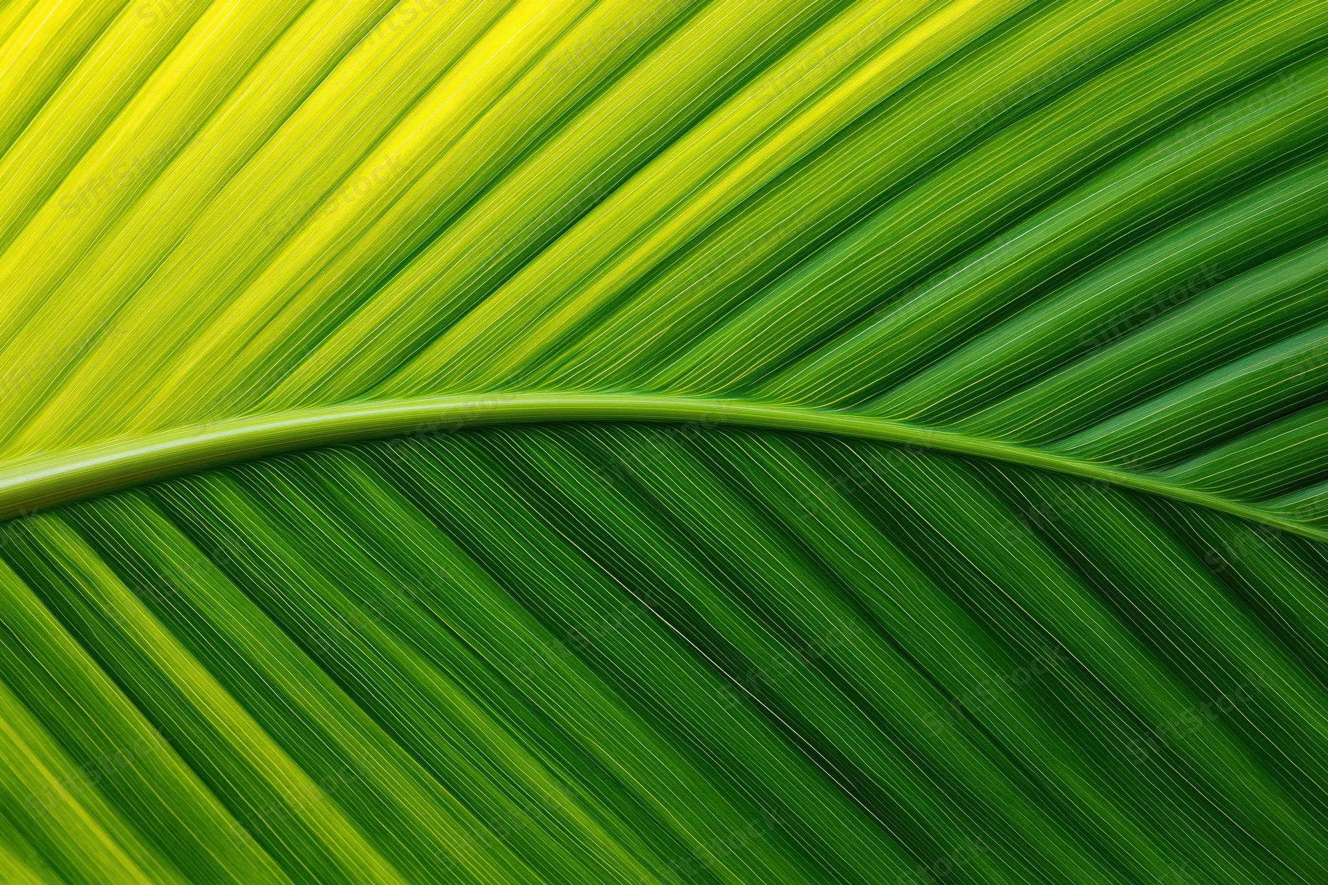 Closeup of a large tropical leaf surface showing detailed veins and vibrant green texture