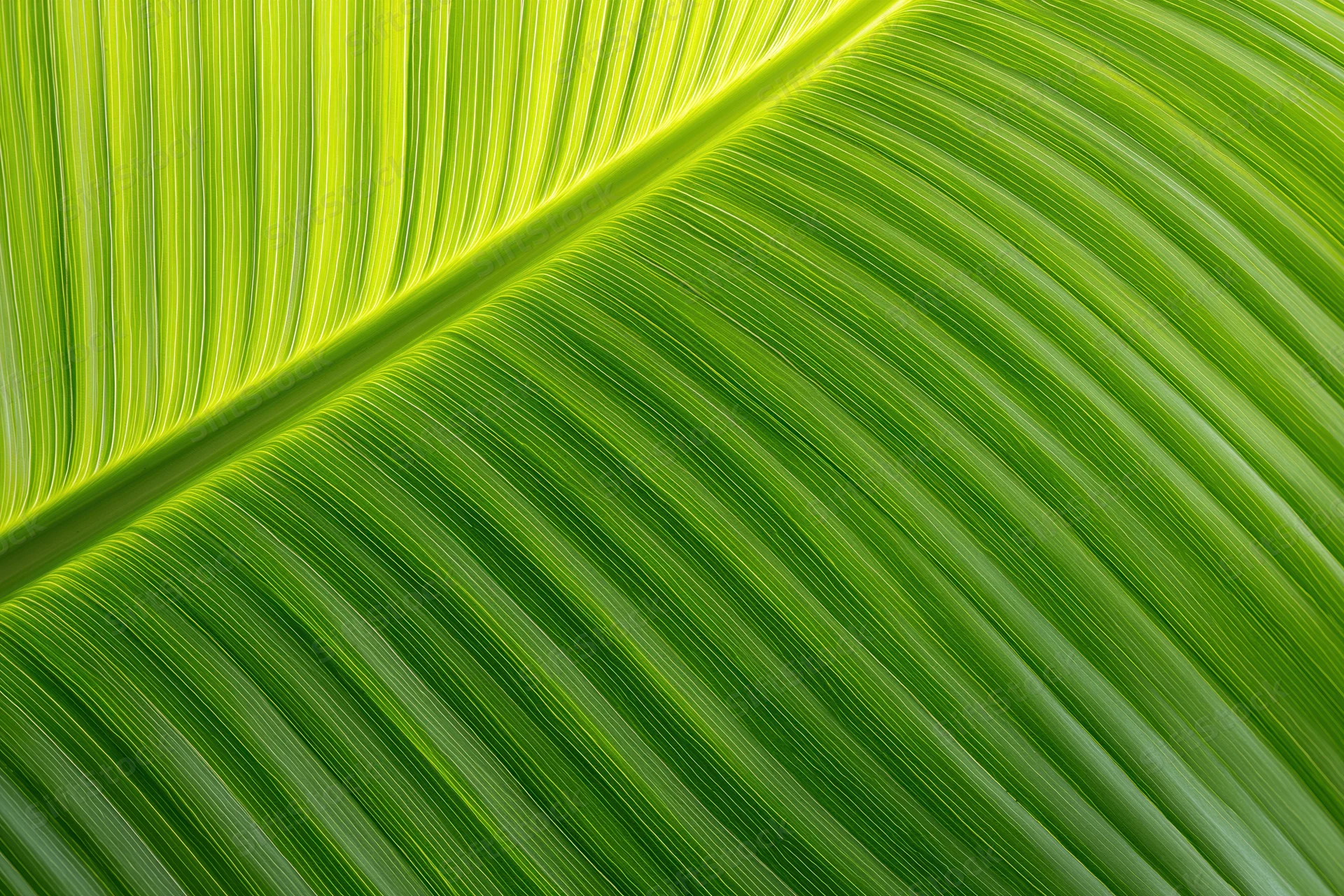 Closeup of a large tropical leaf surface showing detailed veins and green texture