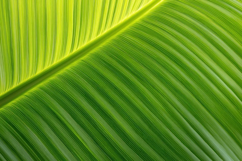 Closeup of a large tropical leaf surface showing detailed veins and green texture