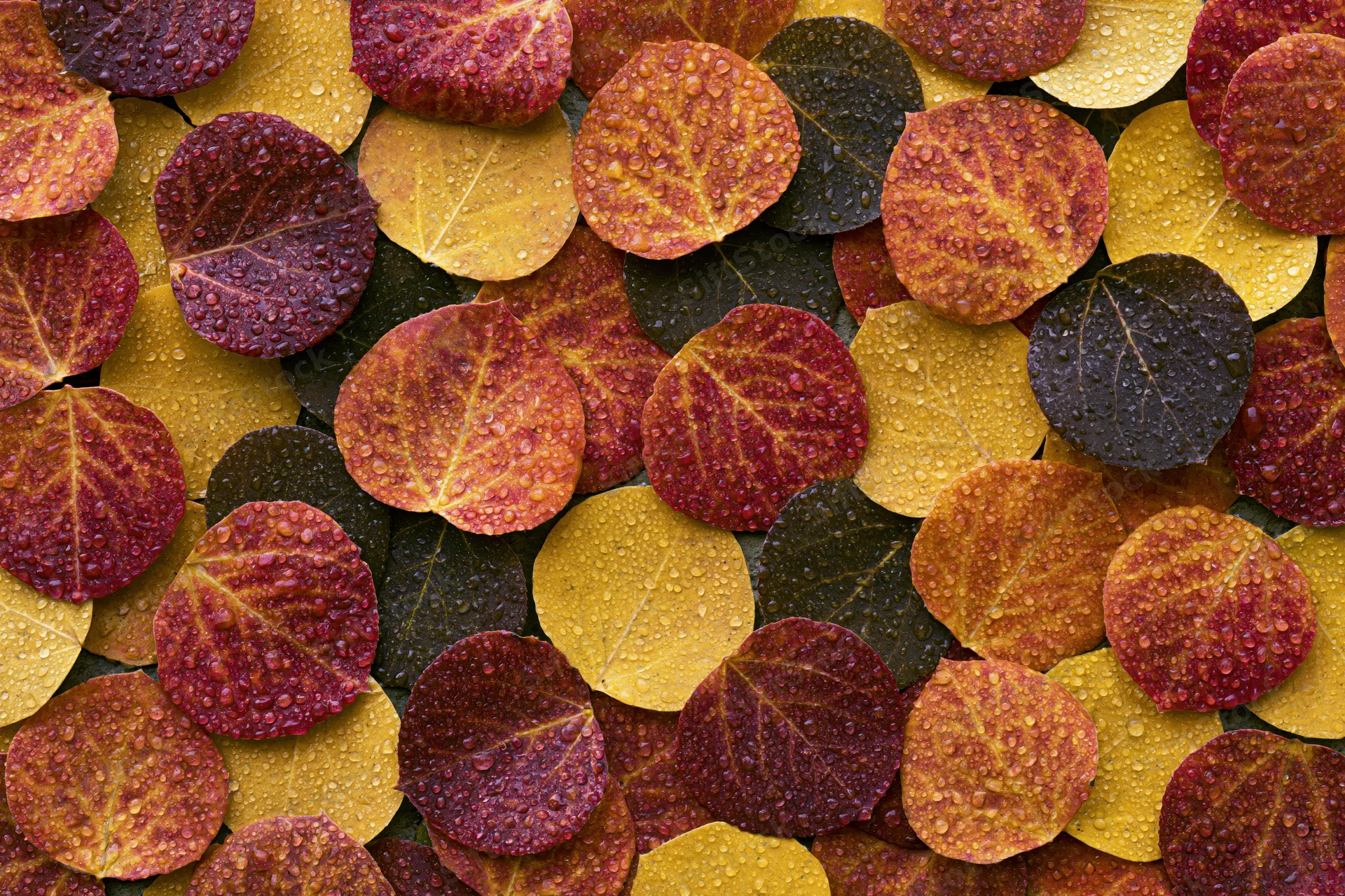Dense scattering of wet aspen leaves in autumn colors covering the ground
