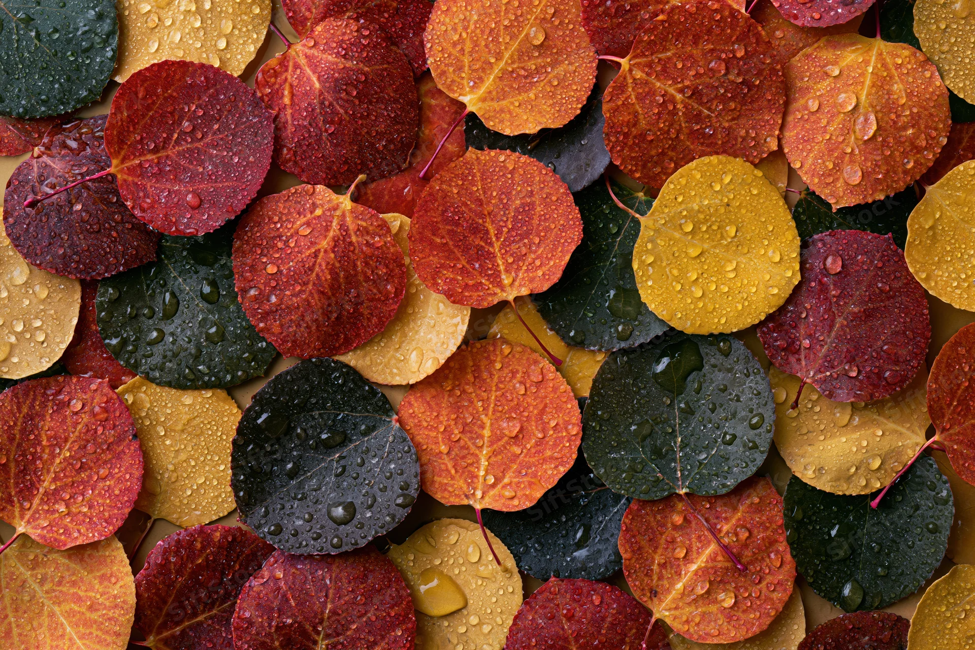 Scattered aspen leaves in peak autumn colors with water droplets on a flat surface