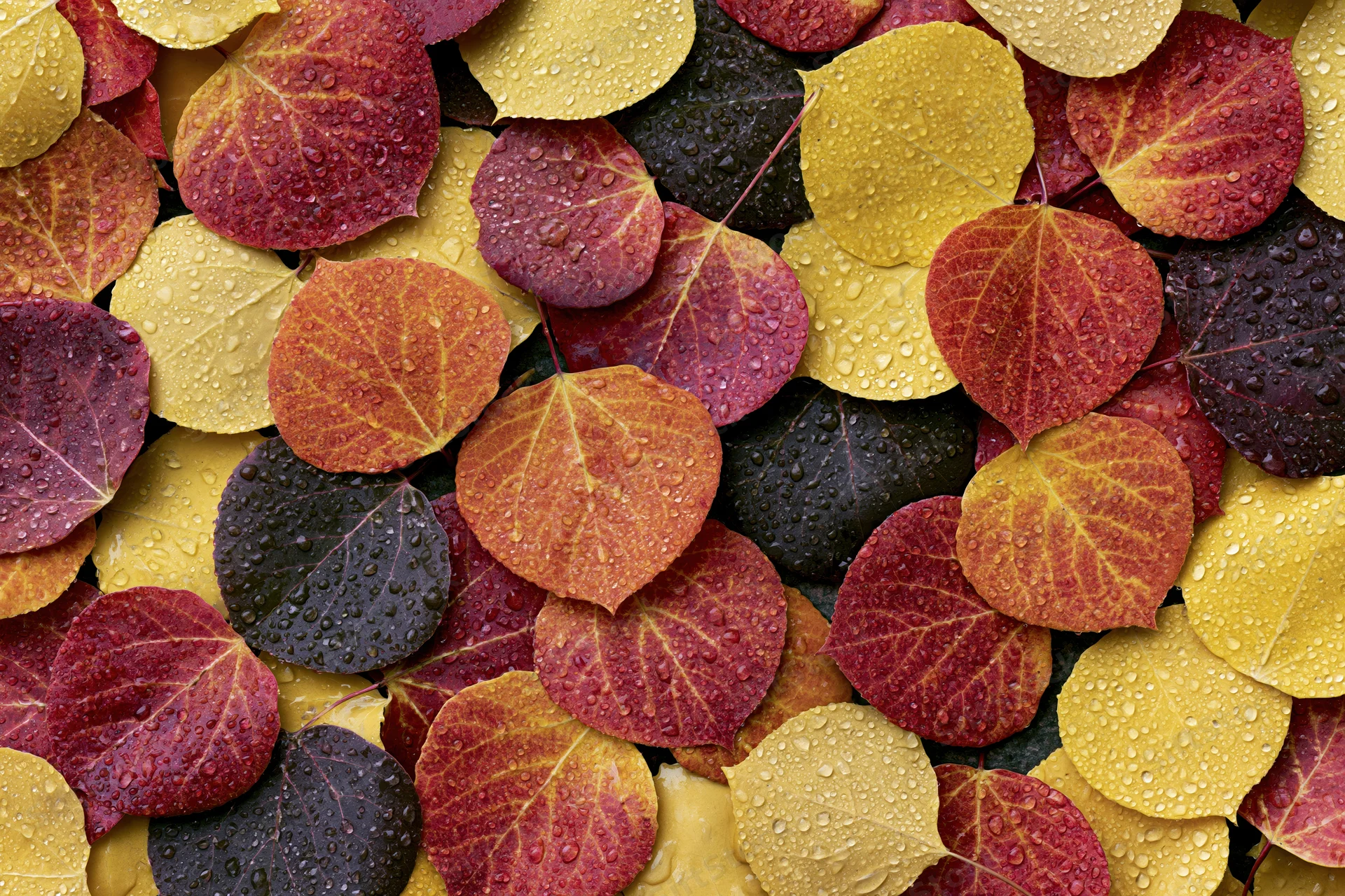 Dense layer of wet aspen leaves in autumn colors covering the ground