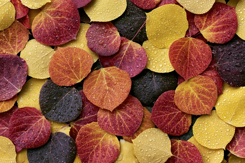 Dense layer of wet aspen leaves in autumn colors covering the ground