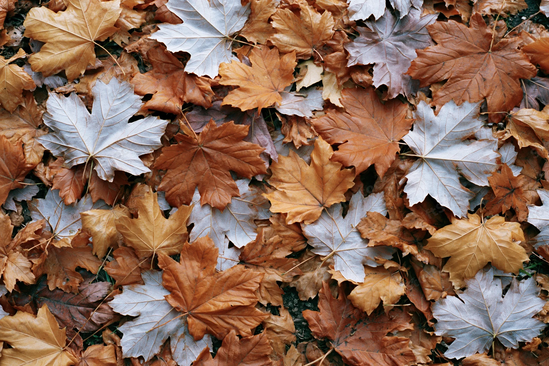 Fallen maple leaves densely covering the ground in autumn