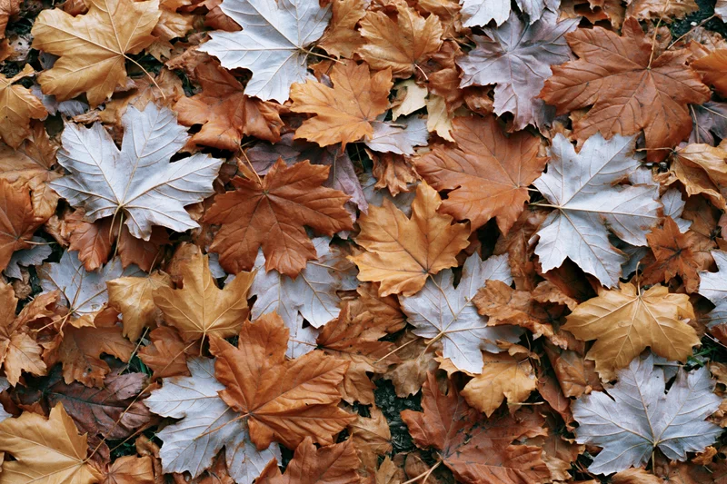 Fallen maple leaves densely covering the ground in autumn