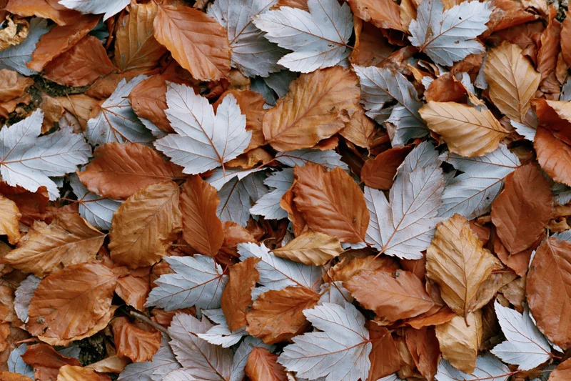 Fallen autumn leaves densely covering the ground in a flat layer