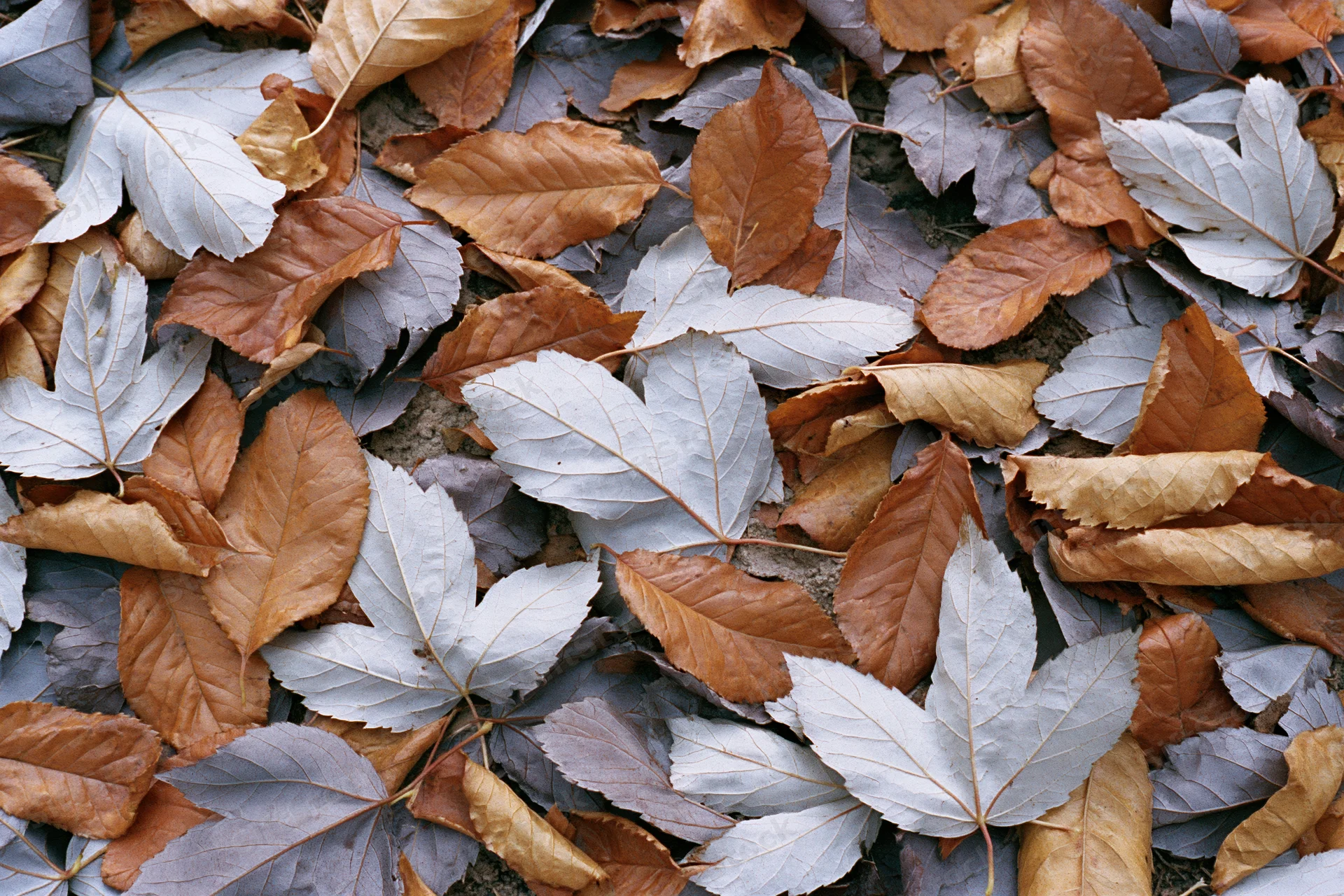 Fallen autumn leaves scattered densely on the ground in a flat overhead view