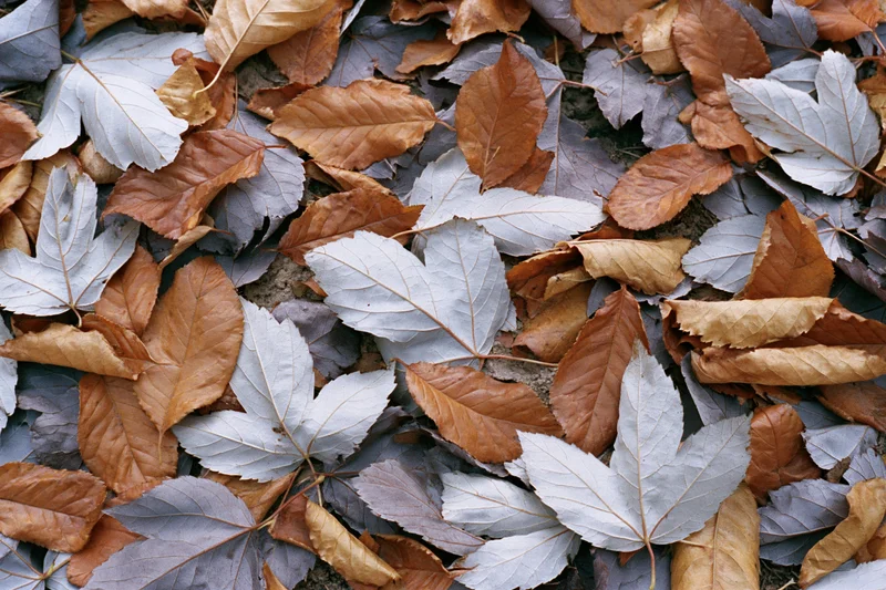 Fallen autumn leaves scattered densely on the ground in a flat overhead view