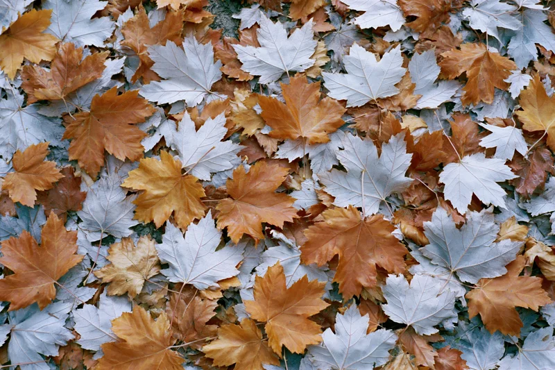 Fallen autumn maple leaves covering the ground in a dense flat lay
