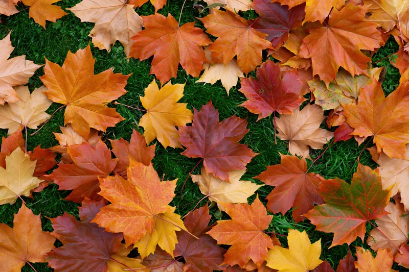 Fallen maple leaves scattered across green grass in autumn