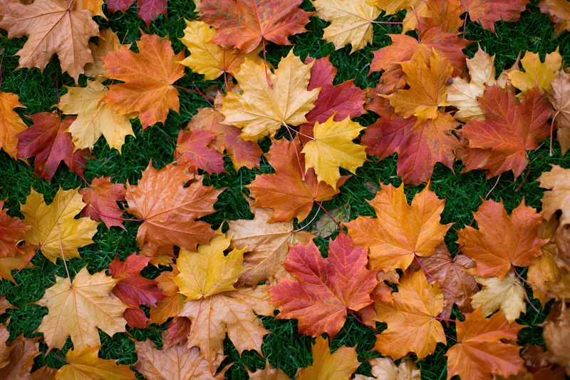 Fallen maple leaves scattered across green grass in autumn