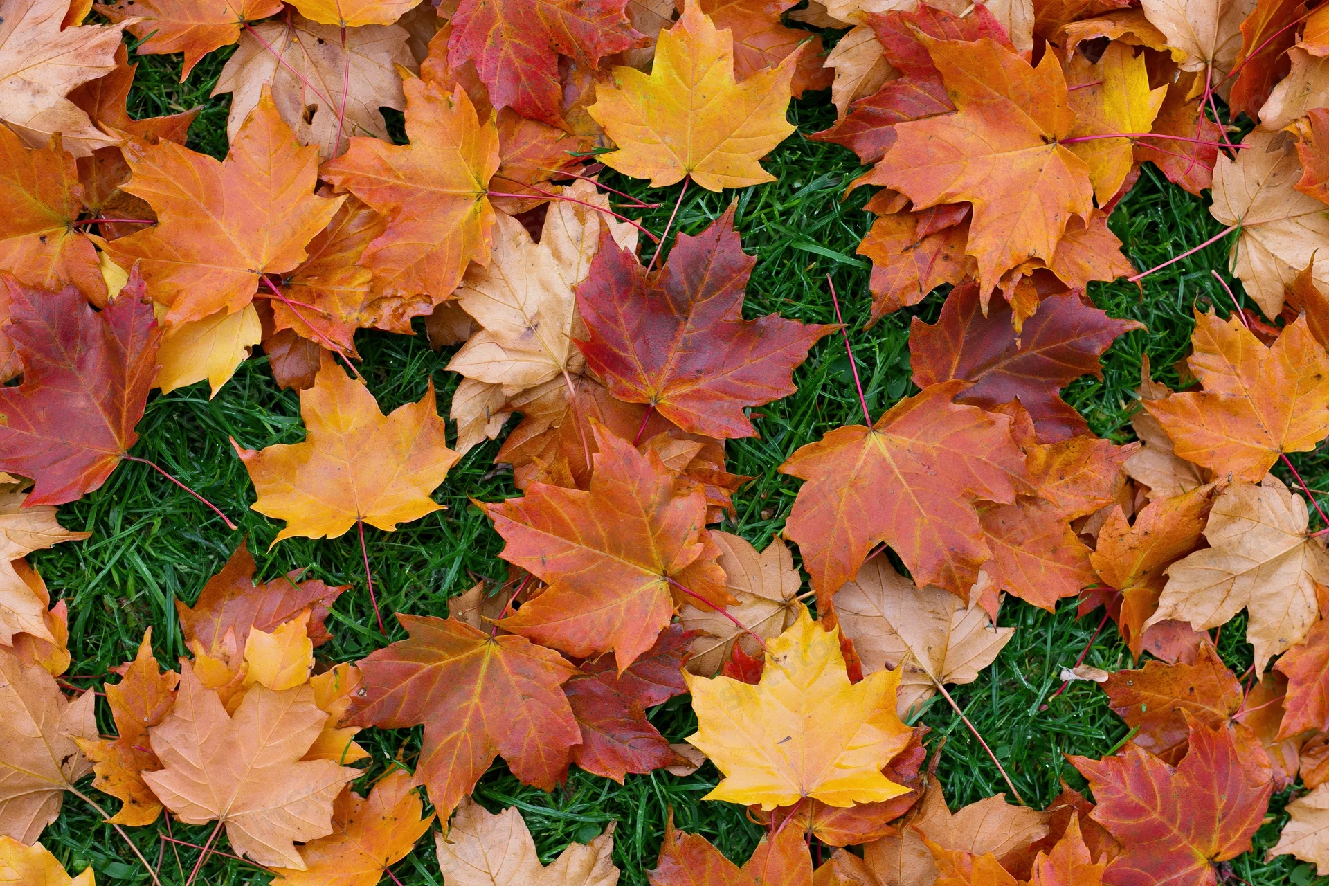 Fallen maple leaves scattered across green grass in autumn